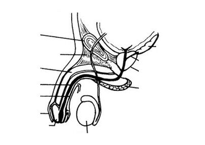 penis structuur